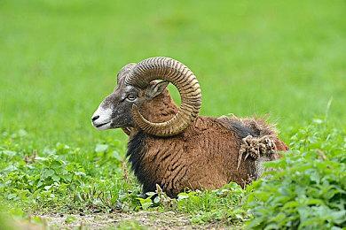 合作动作冒险新游《Towerborne》发布实机演示视频